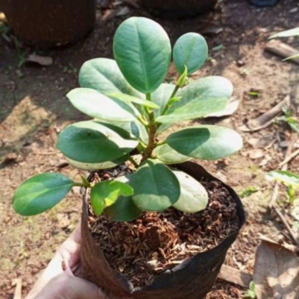( BISA COD ) PROMO Tanaman Hias Beringin Korea Bahan Bonsai / Tanaman Hidup Bringin Korea Bonsai Ber