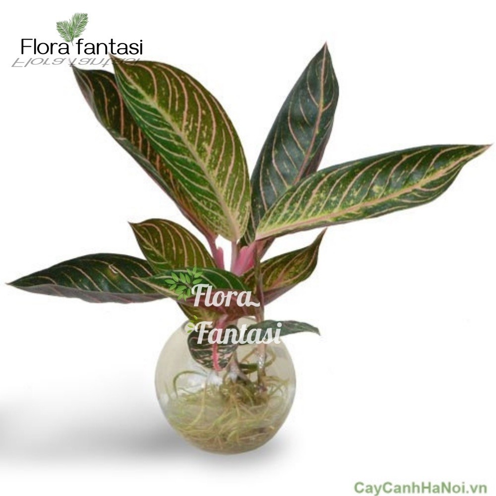 Aglonema Dona Carmen-tanaman hias aglonema dona carmen -Tanaman Hias Aglaonema Dona Karmen - Aglonem