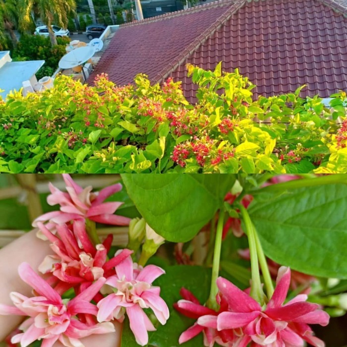 tanaman melati belanda tumpuk bunga