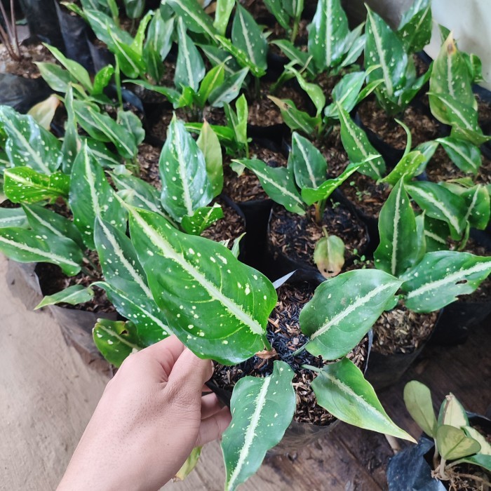 tanaman aglonema srikit - aglonema srikit