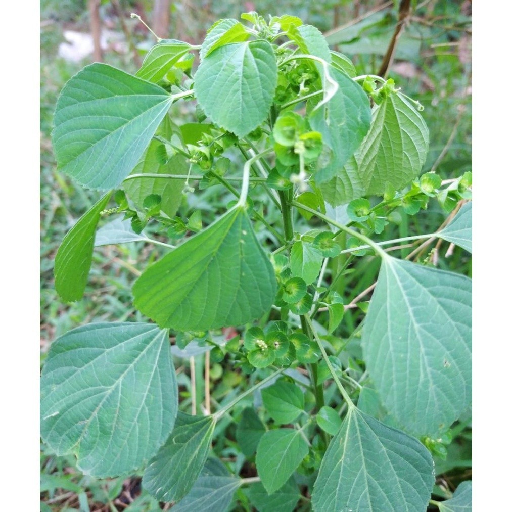 

AKAR ANTING ANTING KERING 1 KG- Acalypha Indica - MURNI - JSR - REMPAH