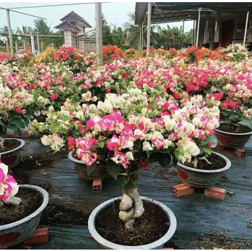 TANAMAN HIAS BUGENVIL BUNGA KERTAS WARNA WARNI