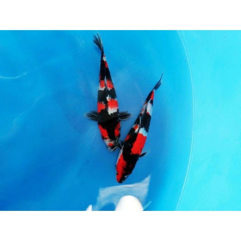 

PAKET 4 EKOR KOI SHOWA BERKUALITAS UKURAN 15-17CM