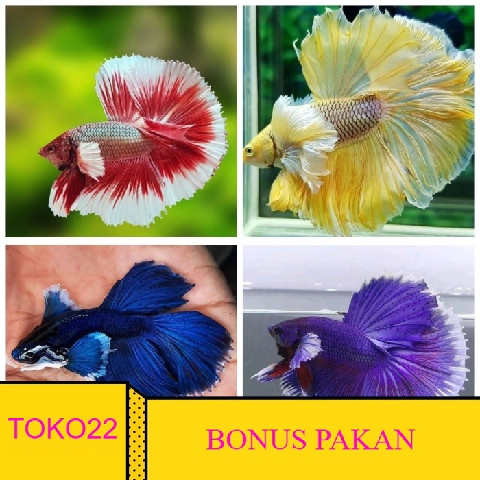 size L pemanis aquarium halfmoon beli10bonus1 Hias cupang big ear lavender