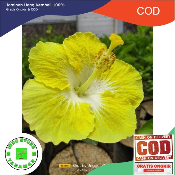Tanaman Hibiscus Bunga Sepatu Import (COD)