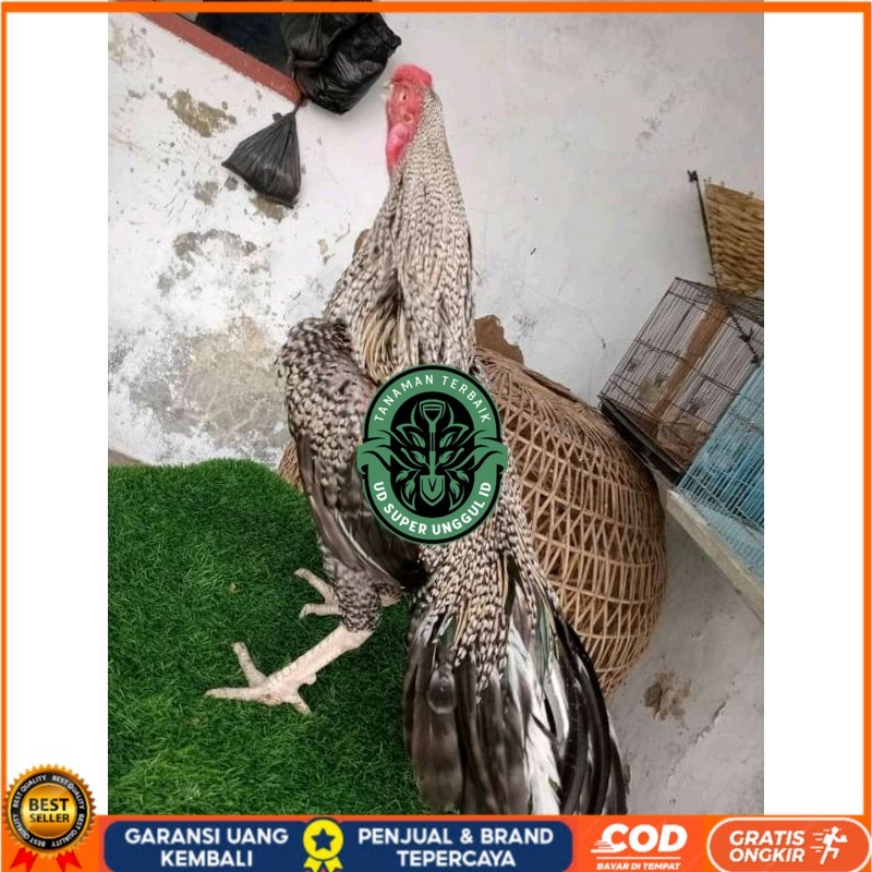 

TELUR ASEL PUKUL LARI INDUK JUARA.. PROMO UD_SUPER_UNGGUL_ID