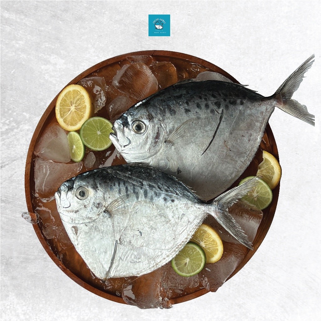 

Ikan Semar DIJAMIN SEGAR DAN BERKUALITAS