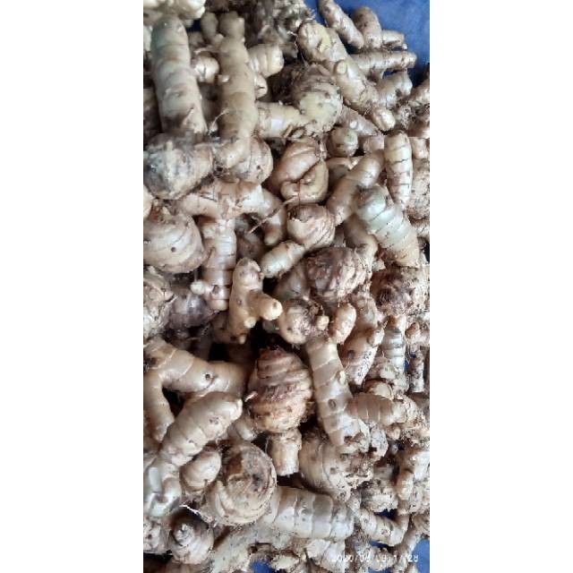 

kunyit putiH Segar Kunyit Putih