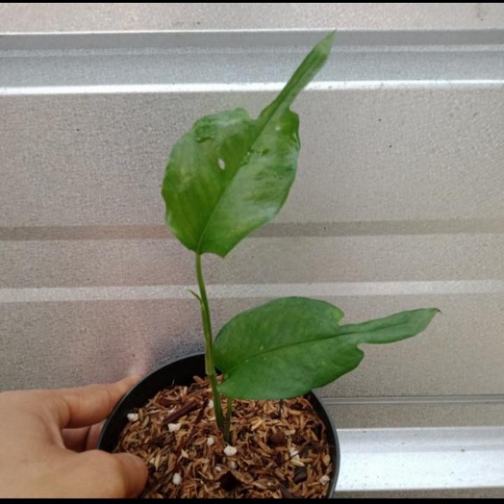 Tanaman hias philodendron skeleton key - tanaman hais monstera