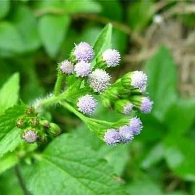 

daun babadotan segar 1kg