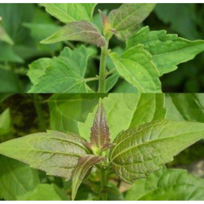 

daun balakacidabermanfaat bagi pengobatan herbal alamii Rempah_herbalCo