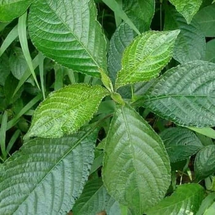 

Promo COD Daun keji beling segar 250 gram Batik_Madrim