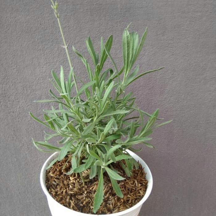 Tanaman hias Lavender Gold Creek lavender asli wangi - Lavender Asli Gold Creek / Lavendula Angustif