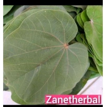 

9romo Daun waru sgar 50 lmbar daun her bal waru