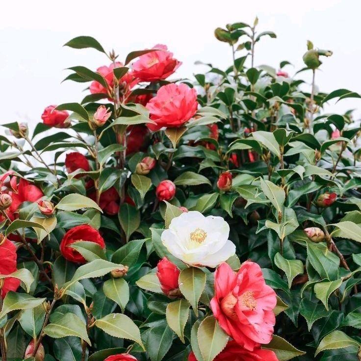 Tanaman Bunga Camelia Putih Merah | Pohon Bunga Camelia