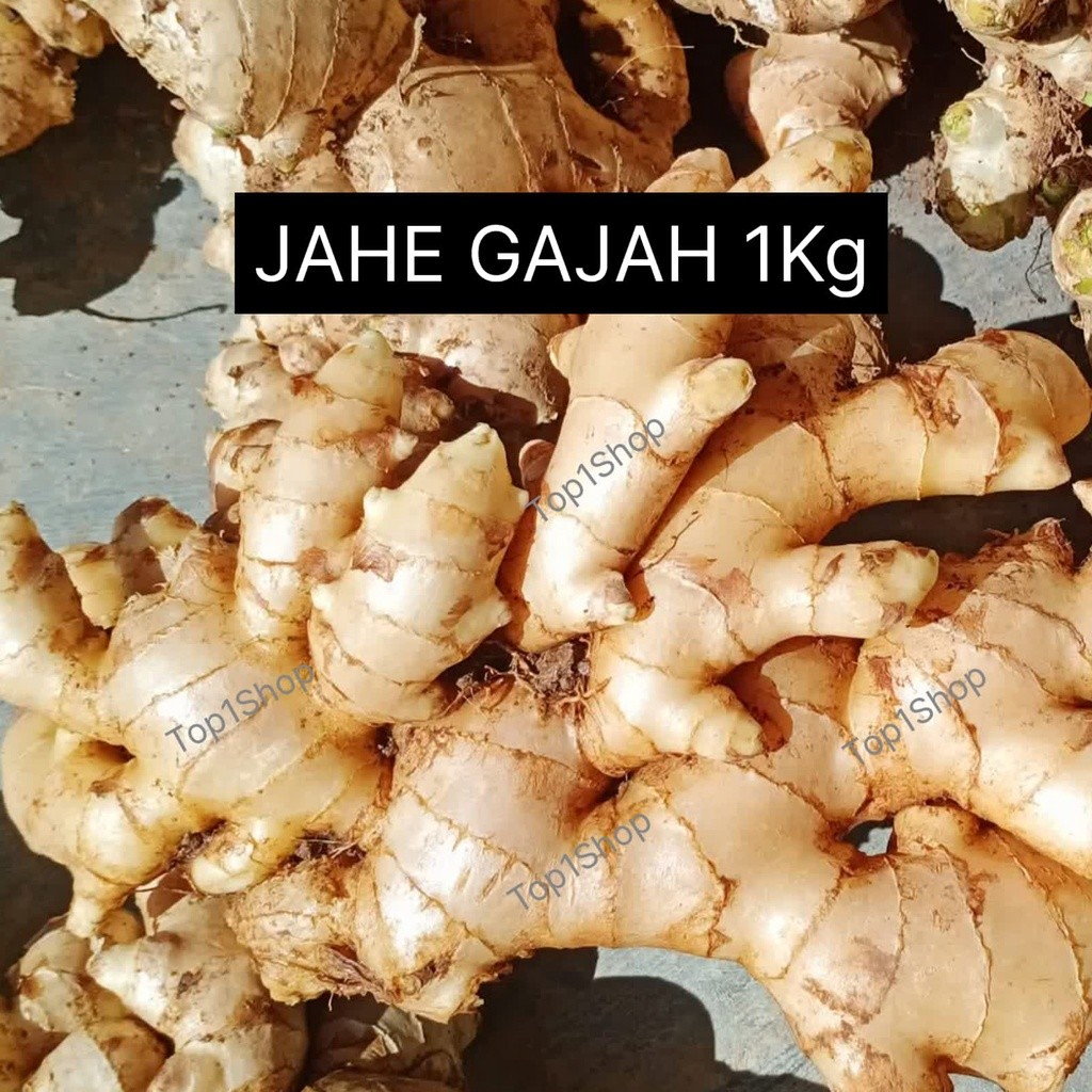 Jahe Gajah Segar 1kg Jahe Putih Segar