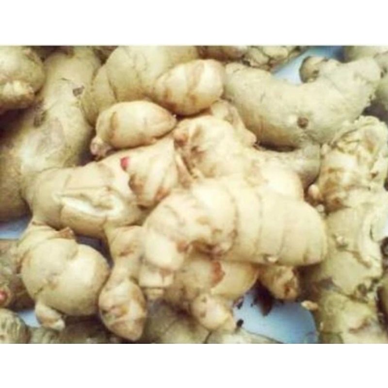 

kunyit putih segar 250 gr Herbal COD