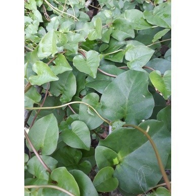 

Promo COD Promo Daun binahong segar 1 kg Azzahra.AS