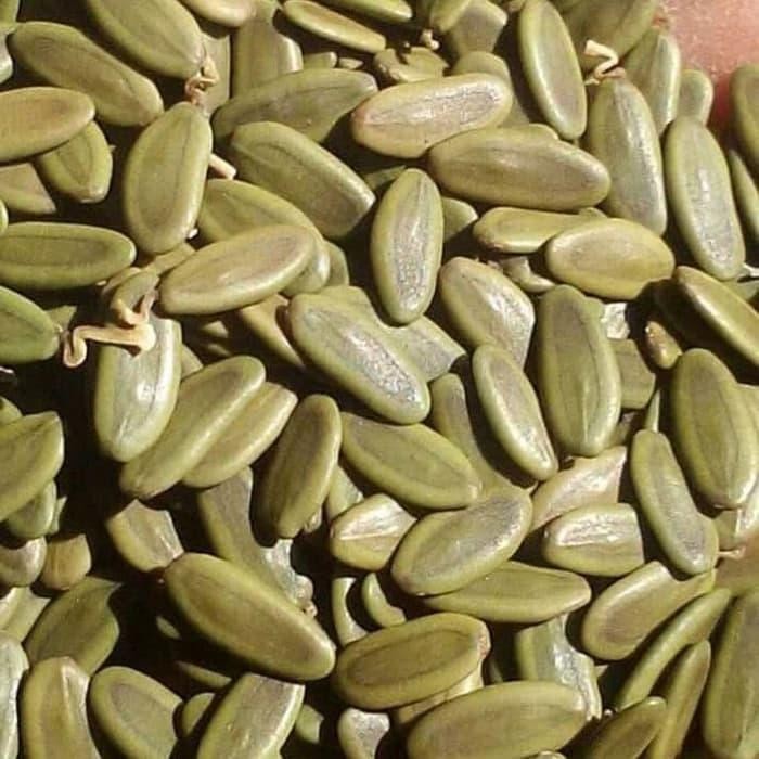 10/10gram benih/biji sengon solomon