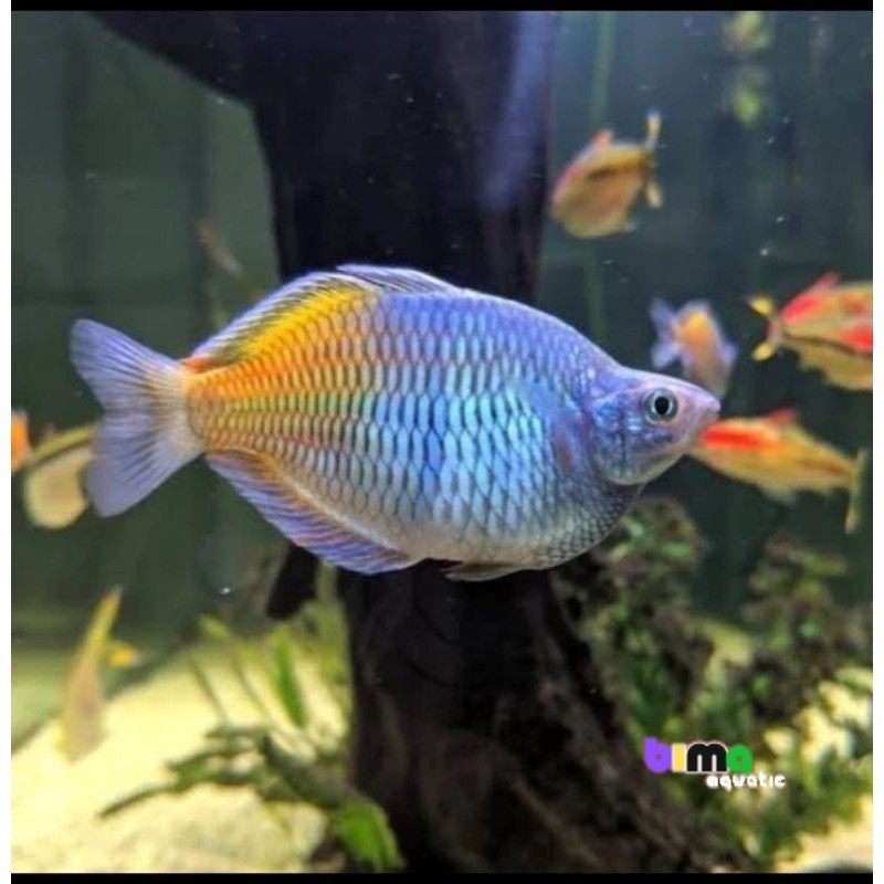 RAINBOW BOSEMANI BALON BOSMANI