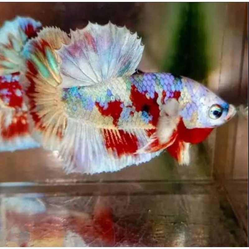 Cupang Barongsai Plakat