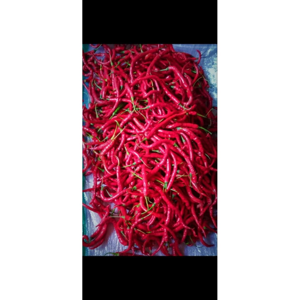

Paket cabe keriting segarr jatim 1kg