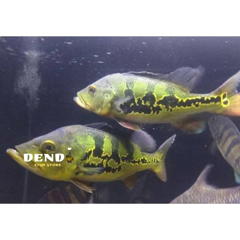 PBASS MONO PAKET ISI 2 SZ 4-5 CM PBAS TANKMATE