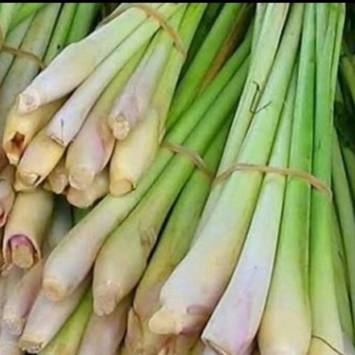 

OHI pohon sereh masak segar/sereh putih 250 gram