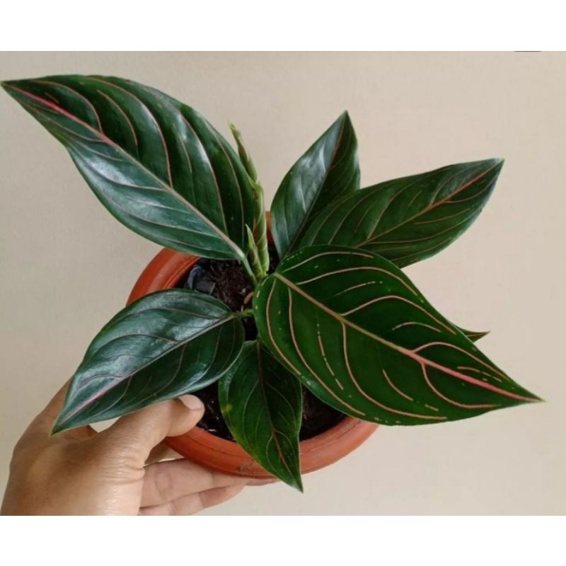 Tanaman Hias Aglonema Rotundum Tiger Size Dewasa