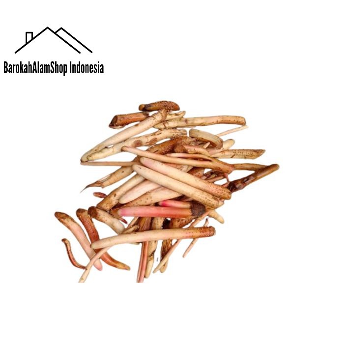 

Akar Pinang Jambe Segar per 1 Kg Herbal UNTUK PR14