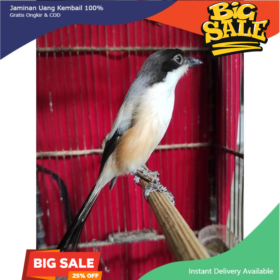 burung pentet jatim gacor pilihan rawatan bukan bahan