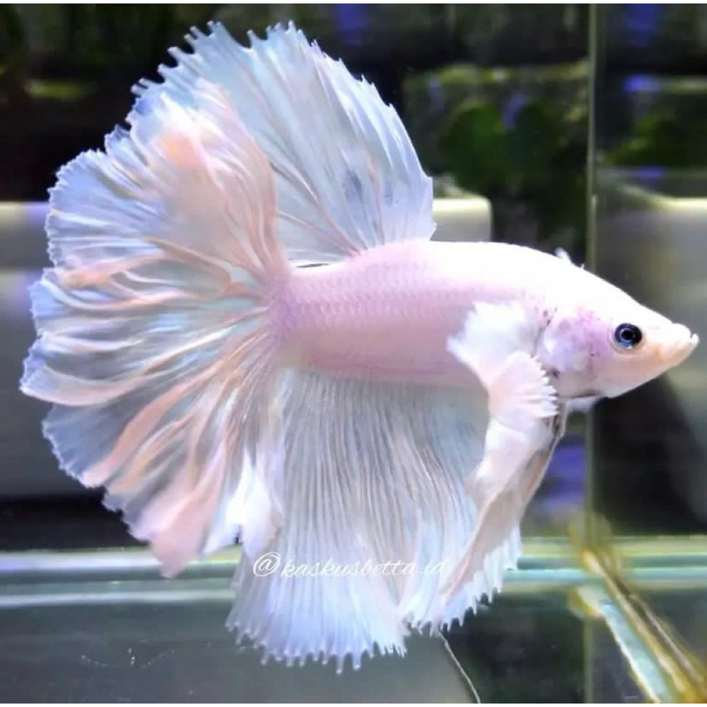 cupang halfmoon putih ekor lebar jantan mental galak