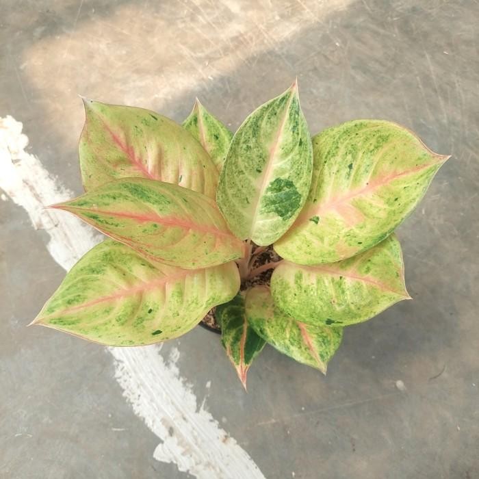 Aglonema Golden Siam - Aglonema - Aglonema PROMO MURAH