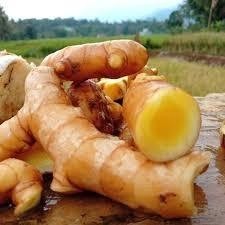 

TEMU MANGGA ISI 1 KG