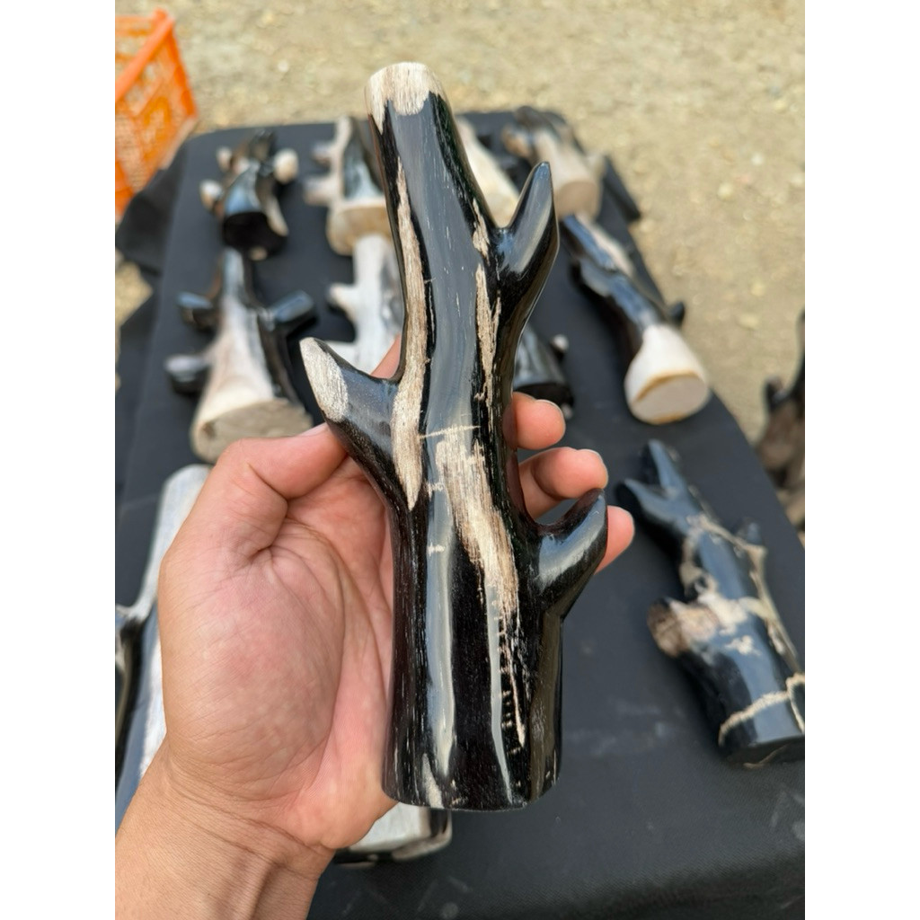 WIDHISTORE Natural Ranting Pohon Galih Kelor Hitam sudah poles