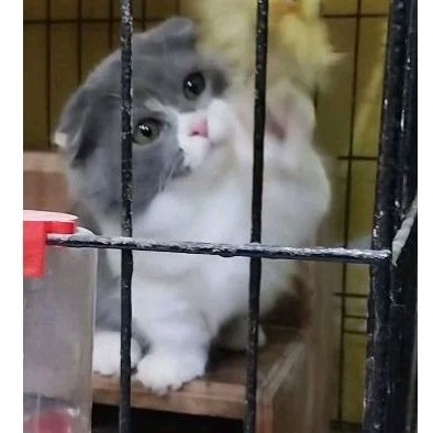 kucing british shorthair jantan lucu