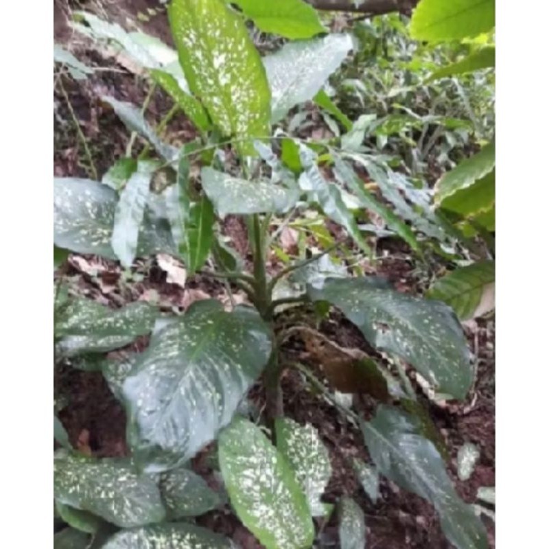 Aglonema Sri rejeki besar semi jumbo