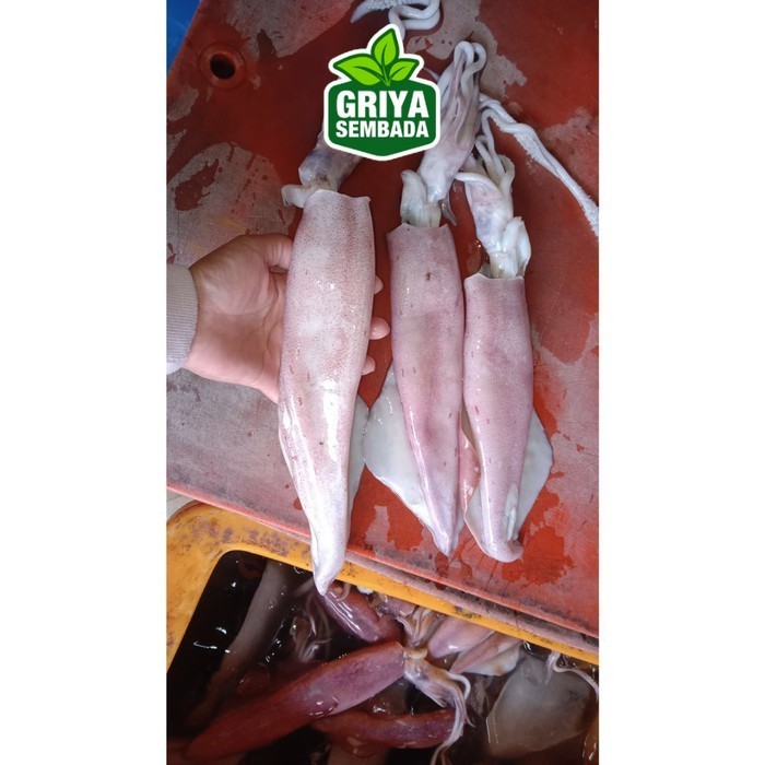 

Cumi Segar Jumbo 1KG Griya Sembada