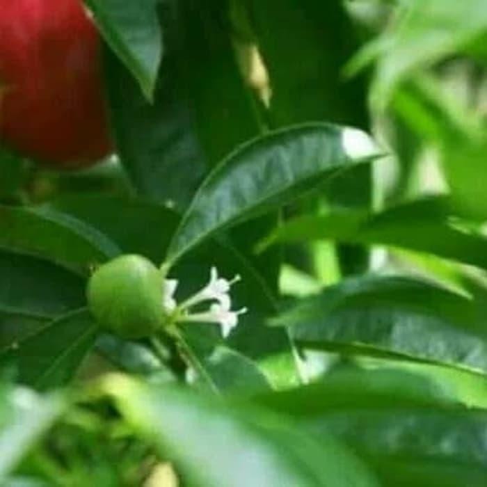 

DAUN MAHKOTA DEWA SEGAR 1 KG rrady siap kirim - Daun Mahkota Dewa Segar Siap Kirim Dalam Kemasan Segar Ready Stock