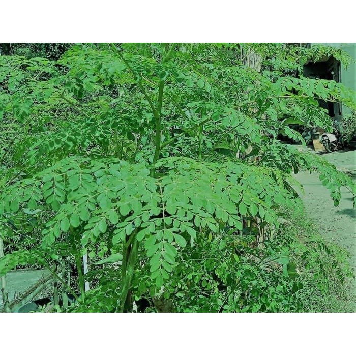 

Daun Kelor Segar Fresh Bahan Herbal