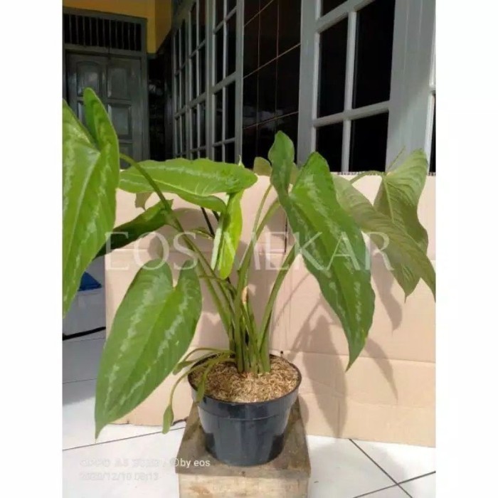 

silahkan COD bonggol homalomena hijau silver .