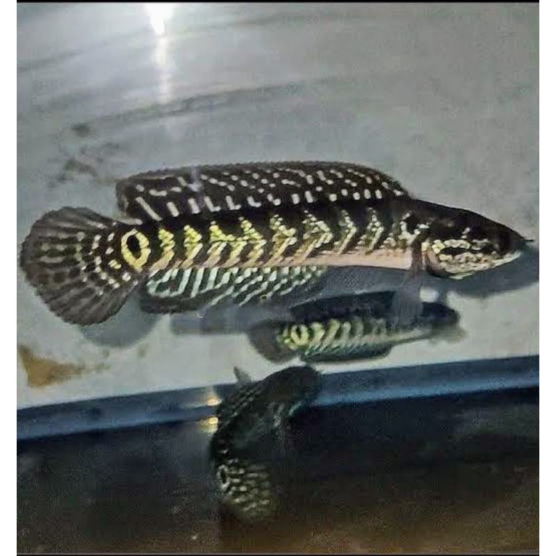 RECOMENDED stiker Channa Asiatica ws pure 7-10cm good quality full ketombe TERLARIS