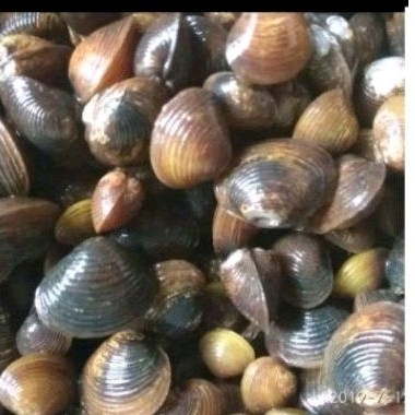 

Rmis air tawar 500 gr Atasi lipr dll