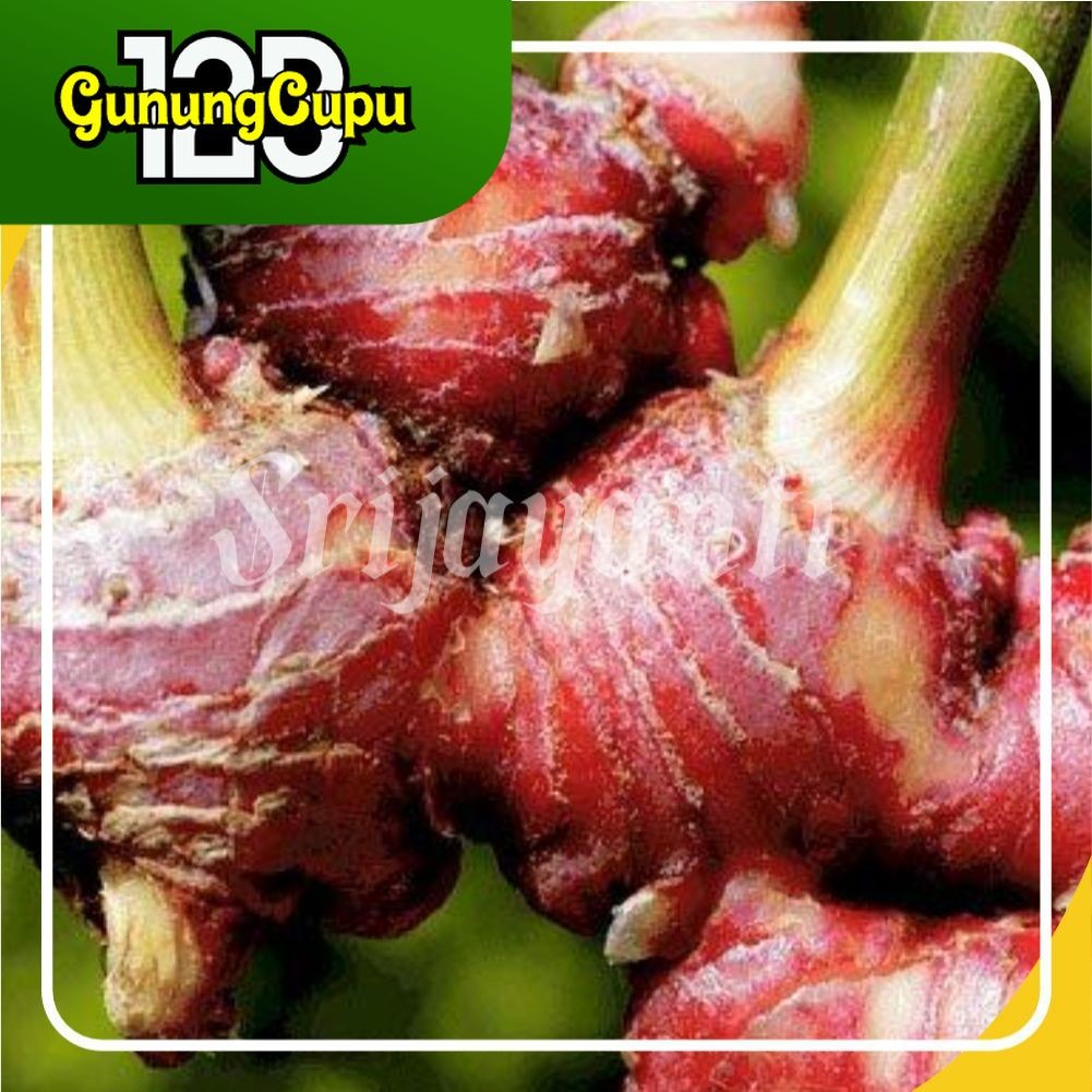 

Jahe merah rempah dan sayur segar 1kg