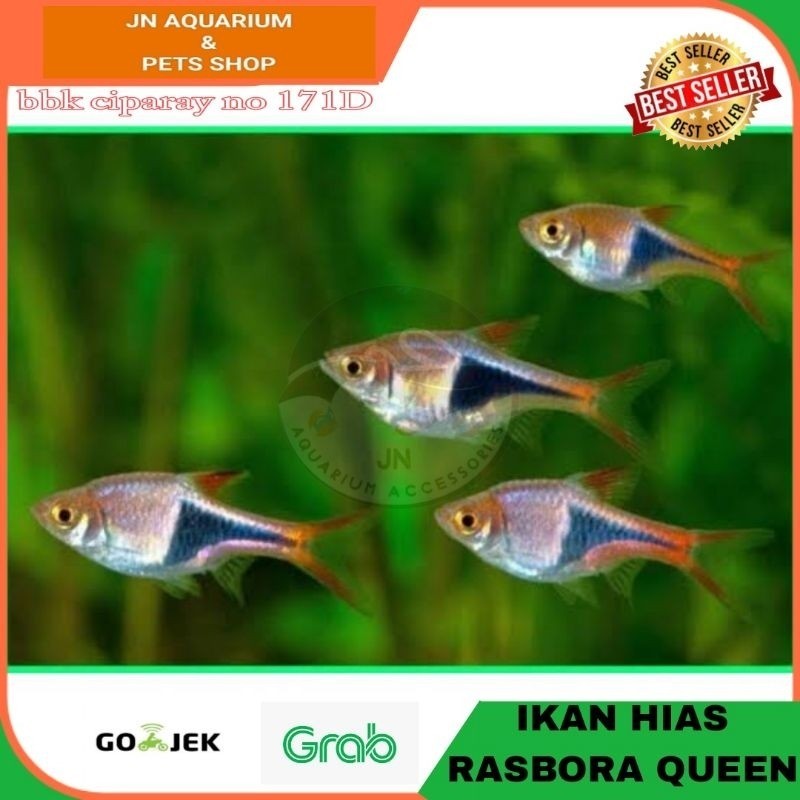 IKAN HIAS RASBORA HARLEQUIN AIR TAWAR AQUARIUM