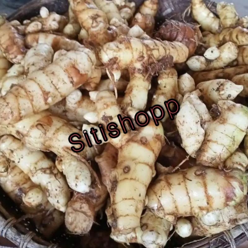 

Ready!! CURCUMA ZEODARIA | KUNYIT PUTIH | OBAT COVID19