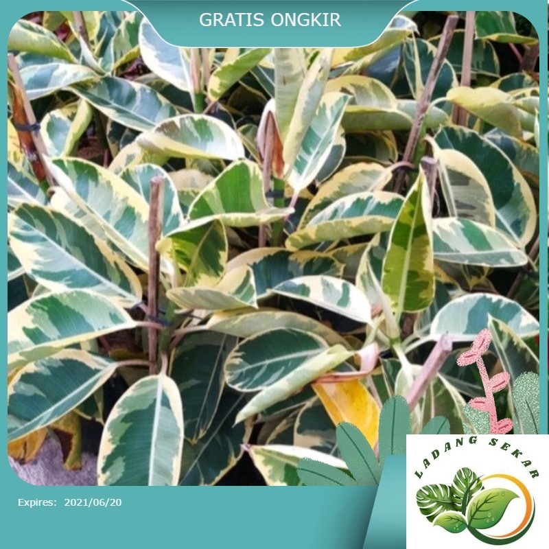 PROMO TANAMAN Ficus karet kebo varigata Dan Merah