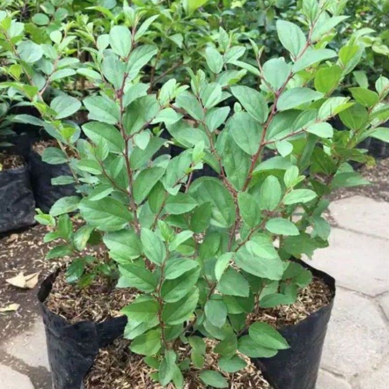 ( BISA COD ) Tanaman Bidara Arab Rimbun Tinggi 35-45cm Tanaman Hidup Bidara Asli Pohon Bidara Arab B