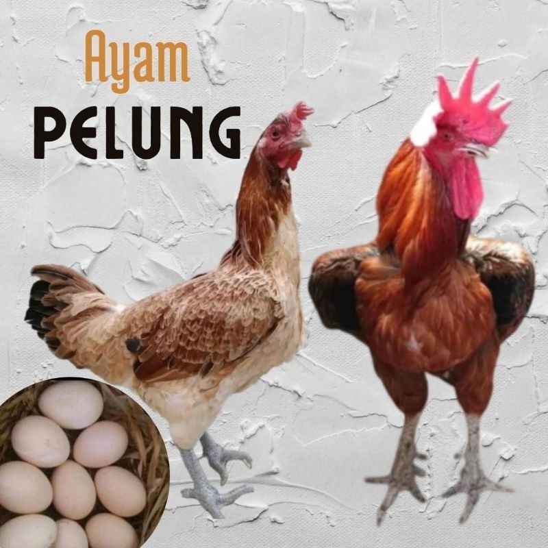 

telur ayam pelung jumbo super untuk di tetaskan