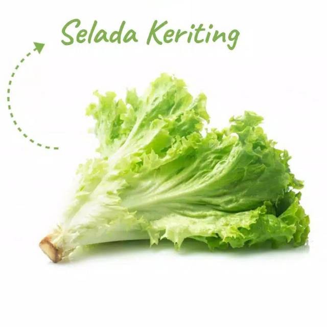 

Selada Keriting / Selada Keriting Hidroponik
